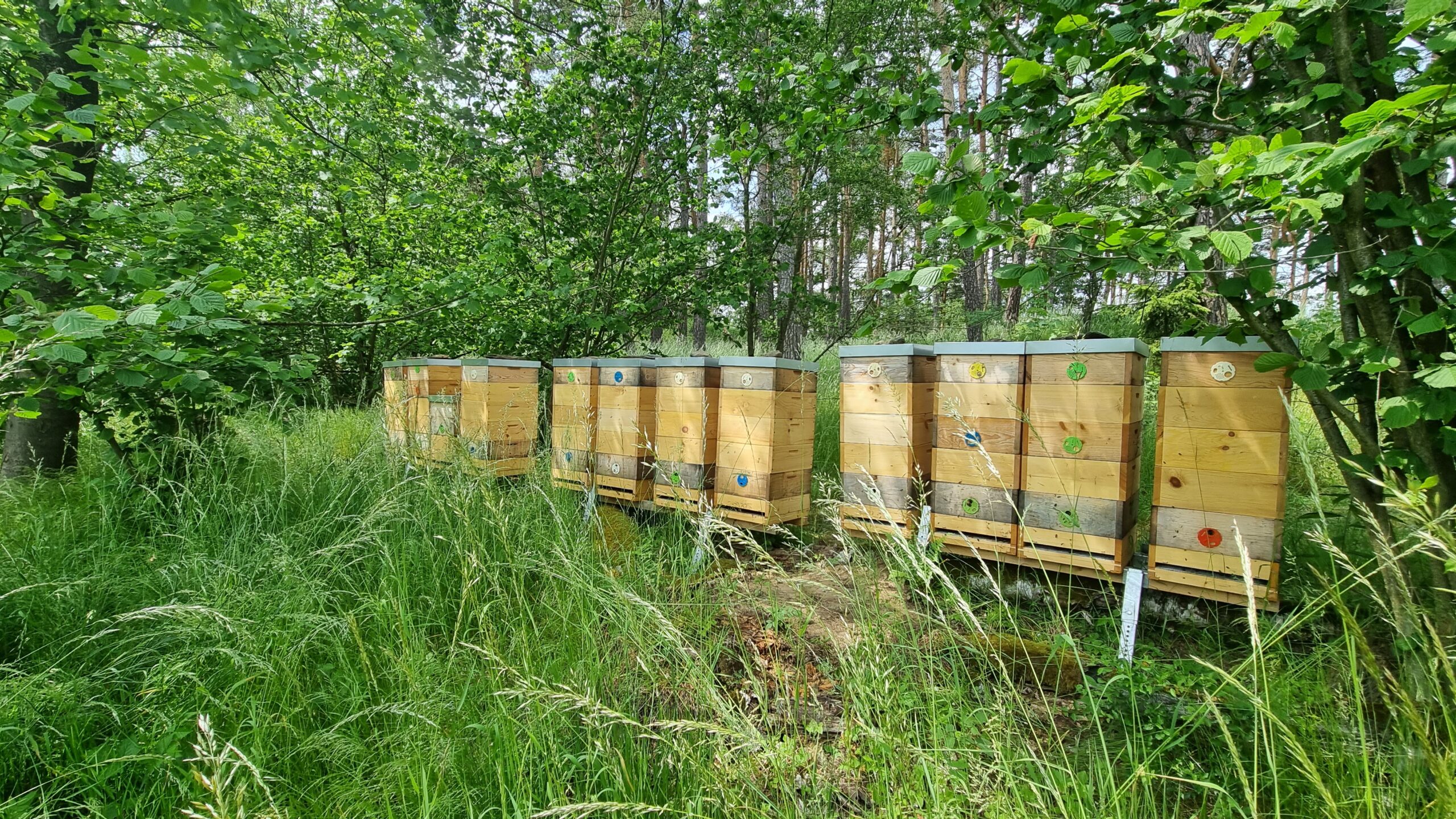 Březen očima včelaře: sezóna se pomalu probouzí a kvete líska