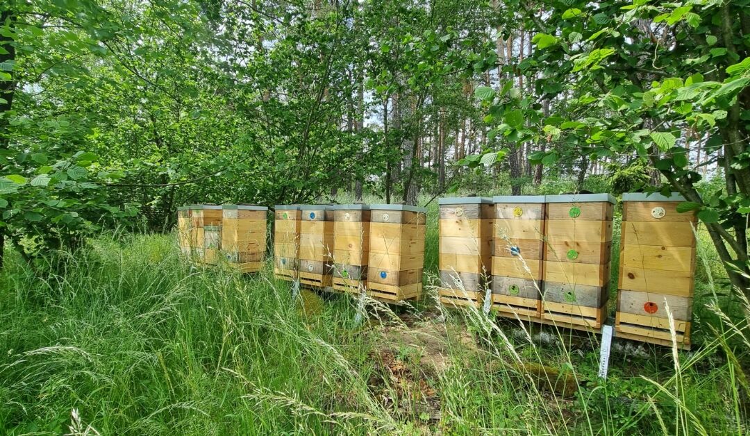 Včelky jsou nachystány na zimu