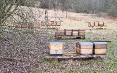 Včelnice pro oddělky