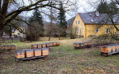 Prodej vyzimovaných oddělků