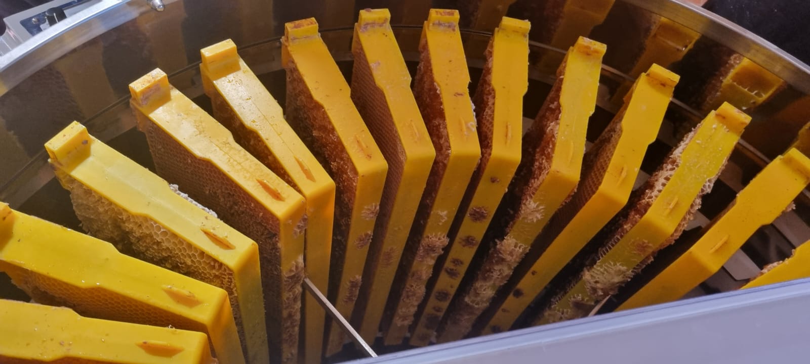 Včely zblízka: zážitek, který změní váš pohled na přírodu