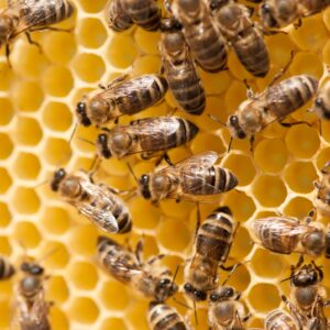 Oddělek (bez úlu) letní (odběr koncem června)