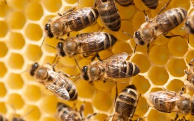 Oddělek jako chytrý start: pro začátečníky i rozšíření včelnice